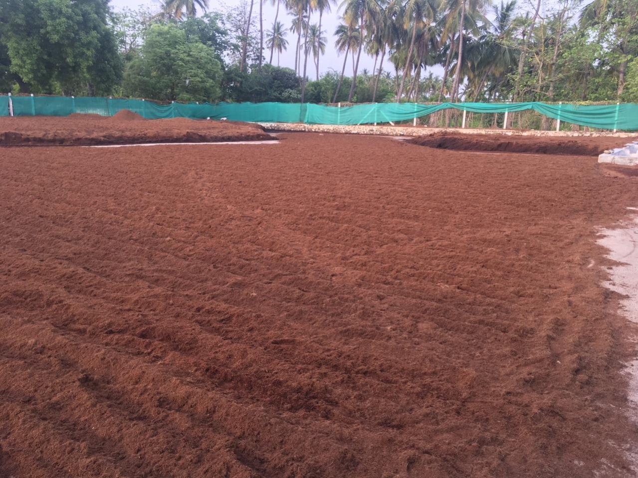Buffered Cocopeat 6