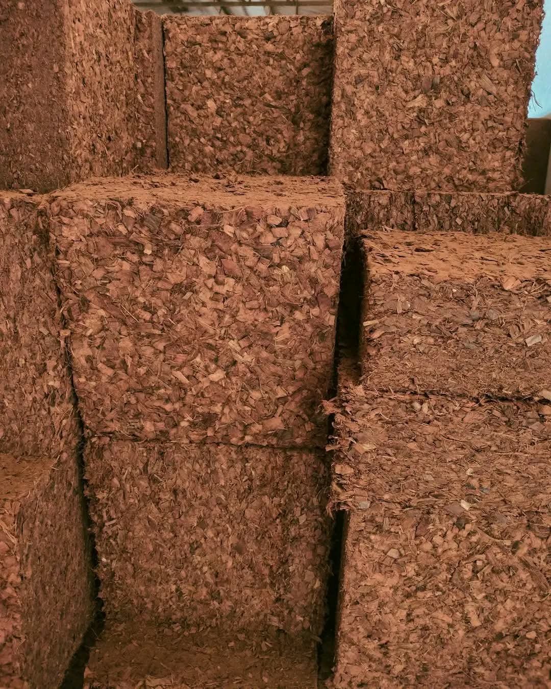 Coco Chips 3