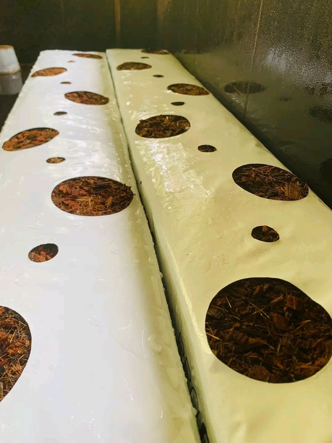Coir Grow Bag 5